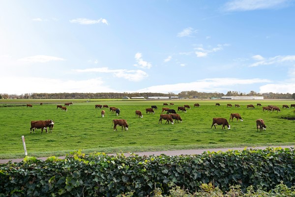 Kapelleboslaan 379_022.jpg